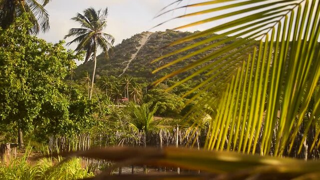 Vista de moro de areia tropical coberto de vegeta&ccedil;&atilde;o, palmeira de coqueiro em primeiro plano, serra ao fundo, foco nos planos &eacute; trocado constantemente