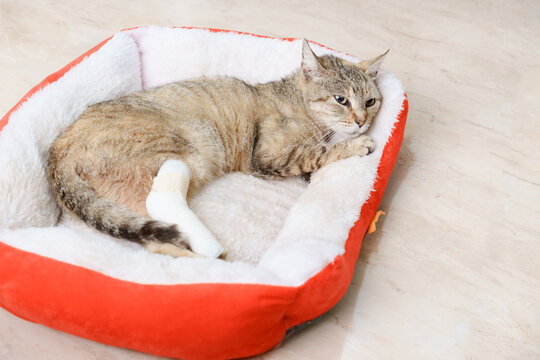 Injured cat with broken leg resting in pet bed