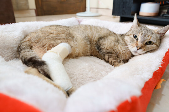 Tabby cat resting with broken leg in cast