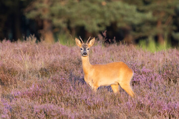 Roe deer standing gracefully among purple heather on Westerheide heathland in the Netherlands during a sunny day