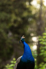 Obraz premium Peacock Standing in Natural Habitat