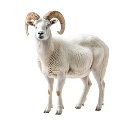 Fototapeta premium A ram with big horns Isolated on White and Transparent Background