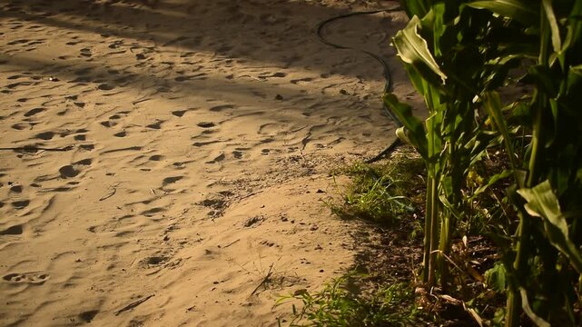 Milharal em areia branca ao lado de mangueira para irriga&ccedil;&atilde;o, vento atravessando as folhs da planta, cultivo familiar, c&acirc;mera alta