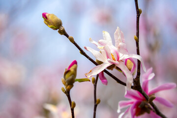 Blooming magnolia in spring. Beautiful buds of pink flowers close-up with blurred space for text.