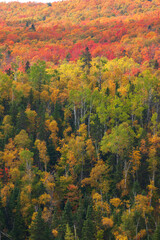 Hillside in northern Minnesota with brilliant maples aspens birch and pines in autumn color