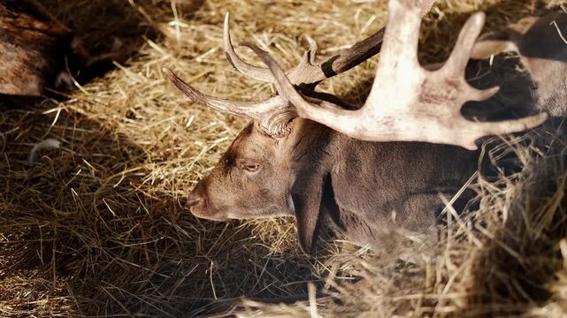 Male deer with large antlers lies on dry straw inside an enclosure. Calm resting animal creates a quiet rural and natural atmosphere