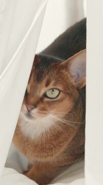 Abyssinian red cat hiding in white pet house. Playful beautiful young kitten portrait close up. Domestic cat having fun, relax and enjoy. Little best friends. Happy domestic animals at home.