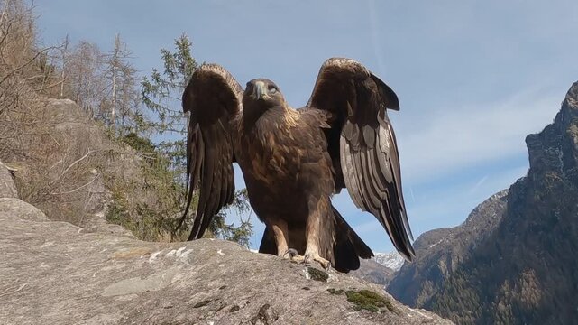 Golden eagle, Aquila chrysaetos, Aquila reale	