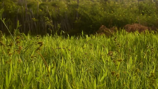Relva verde de &aacute;rea alagada pr&oacute;xima de cerca de madeira rustica em fazenda distante do interior, verde natural e brisa em movimento