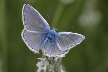 Fototapeta premium Blue butterfly resting on flower with soft green background