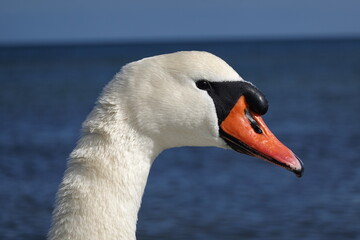 White swan profile portrait by the sea © Celina Catharina