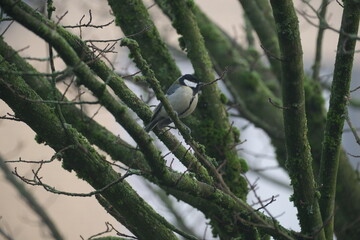 great tit perched on mossy branches in forest © Celina Catharina
