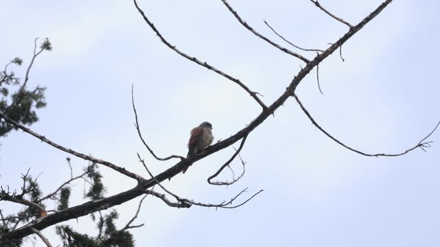 Common Kestrel (Falco tinnunculus) Perched on a Tree Branch
