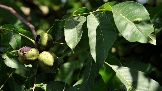 Close-up of walnut cluster, disease impact: one nut with severe decay covering half of husk, while neighboring walnut shows only small early-stage spots. Static footage for plant health documentation