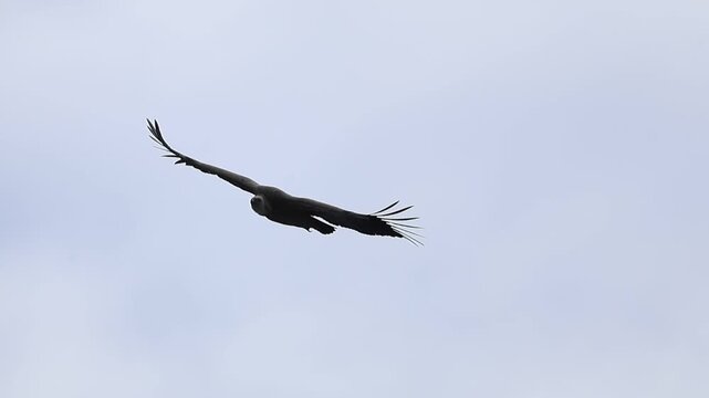 Griffon Vulture (Gyps fulvus) Flying in Slow Motion in the Sky