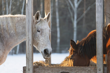 Horses eating hay from a feeder in winter. A real outdoor winter scene. © Ella