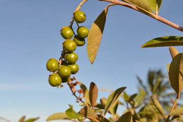 Murici, murici-da-praia, murici-do-brejo