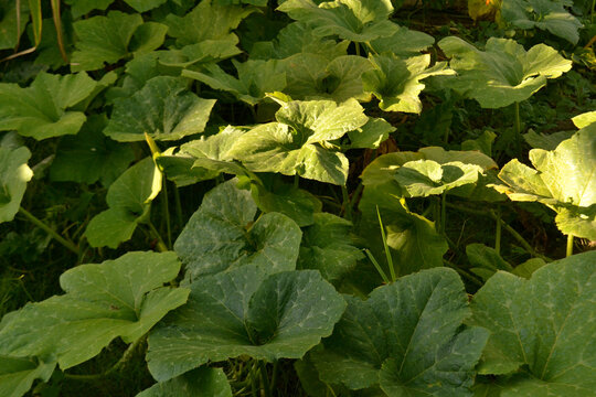 Folha de jerimum, Planta&ccedil;&atilde;o de ab&oacute;bora 