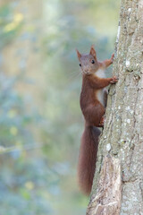 red squirrel Sciurus vulgaris perched on a tree