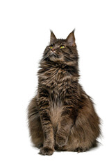 Maine Coon Sitting with Tail Around Paws, White Background