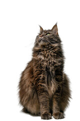 Maine Coon Sitting in Studio, Ample Copy Space