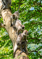 Obraz premium Gray hanuman langurs on a tree. Monkeys in the wild in the jungles of Sri Lanka. Troop of monkeys on trees. Wildlife scene with wild animals.