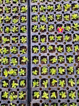 Million bells seedlings in tray with first leaves and one flower