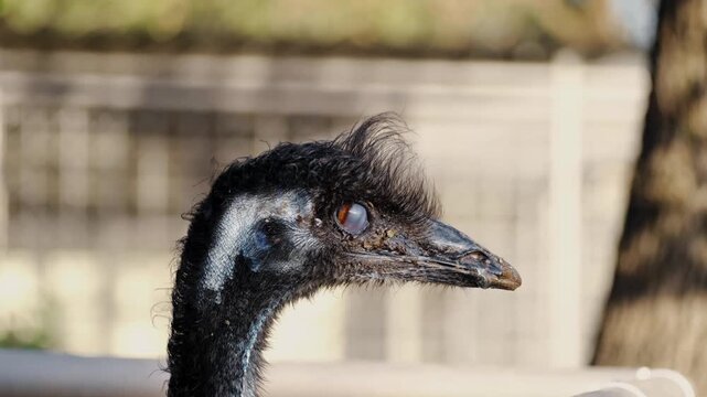 Close-up portrait of an emu head and neck in natural light. Detailed view of feathers, eye, and beak showing exotic bird features in a zoo or farm environment