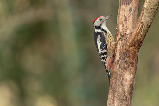 Middle spotted Woodpecker Dendrocopos medius climbing on dead trunk or in flight