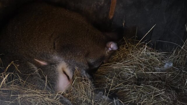 Close-up of a baby kangaroo moving inside its mother s pouch. Intimate wildlife moment showing maternal care, protection, and early life of a marsupial