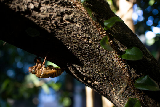 Cicada exuvia hanging on tree bark after molting