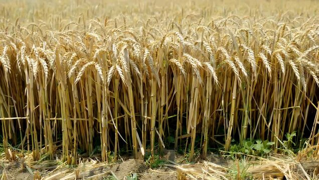 Agricultural landscape showing sharp golden wheat stubble left behind after cereal harvest emphasizing rural textures patterns seasonal farming details recorded clean ultra high quality 4K 