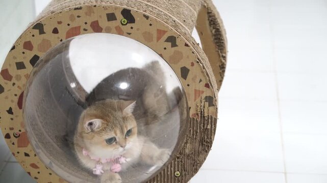 Playful feline explores unique cardboard tunnel, showcasing curious nature in transparent bubble design, enhancing indoor pet environment for fun and exploration