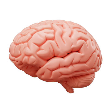 3d rendered anatomical brain