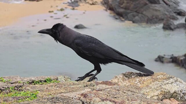 A crow (or raven) in a super windy coastal area caws loudly, with feathers ruffling in the strong sea wind and the rugged shoreline atmosphere in the background. Close-up portrait
