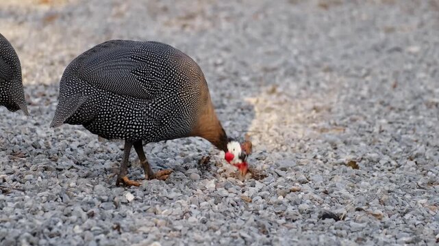 Some guinea fowls walking on gravel ground while searching for food. Farm poultry scene showing natural foraging behavior in rural outdoor conditions
