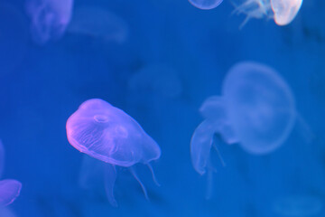 Fototapeta premium Small jellyfish or medusa of bright purple color.