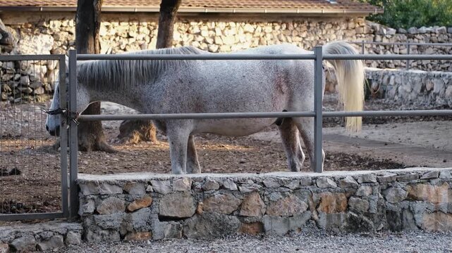 White horse defecating in a fenced farm enclosure. Natural livestock behavior in rural agriculture setting, showing everyday farm life and animal care environment