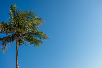 Obraz premium Palm Tree Against Blue Sky With Copy Space