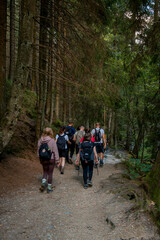 Obraz premium Vibrant Team Of Outdoor Trekkers Dressed Warmly Exploring Thriving Woodland Landscapes With Happiness