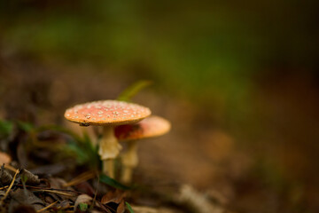Photograph showcasing detailed features of red Amanita mushroom caps
