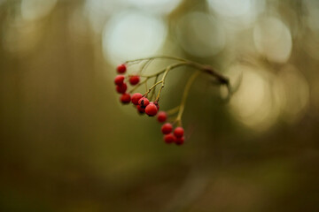 Vivid depiction of seasonal berries with warm background tones