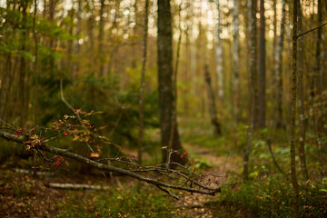 Tranquil forest landscape featuring fallen branches and towering trees
