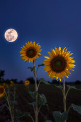 Sunflower Under Alien Twin Moons