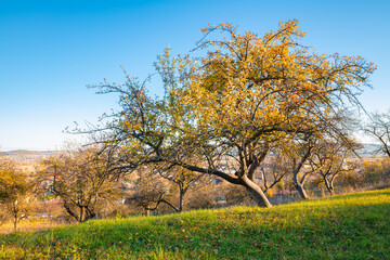 Obraz premium Sunlit autumn orchard on a rolling hillside in Transylvania, Romania