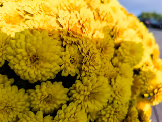 Złote (żółte) chryzantemy (Chrysanthemum morifolium) w betonowej donicy kwitnące na miejskiej ulicy.  Ich żywy kolor rozjaśnia scenę. Zdjęcie zrobione na zewnątrz, prawdopodobnie w betonowej donicy .  © Grzegorz