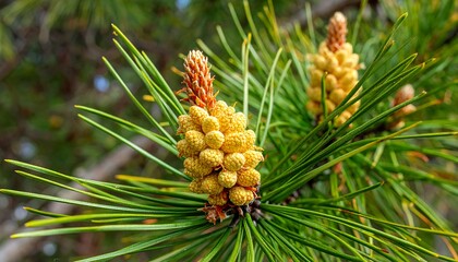 Close-up of Pine Tree Flowers in Early Spring.