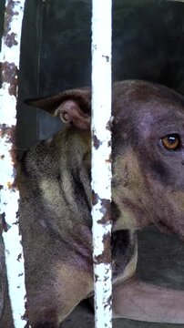 Miserable and abandoned stray dog with pleading eyes confined behind the rusty bars of a dark and dirty cage, awaiting adoption from an animal shelter or facing the risk of euthanasia