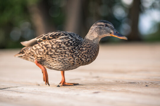 wild duck (Anas platyrhynchos)