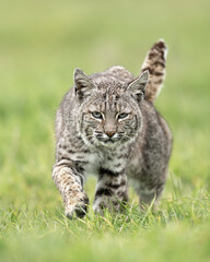 Obraz premium The bobcat (Lynx rufus), also known as the wildcat, bay lynx, or red lynx taken in Point Reyes National Seashore